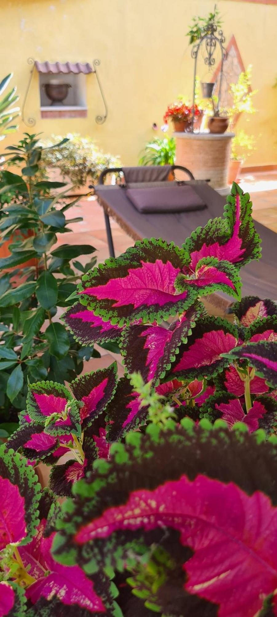 Villa Olga B&B Formia Bagian luar foto