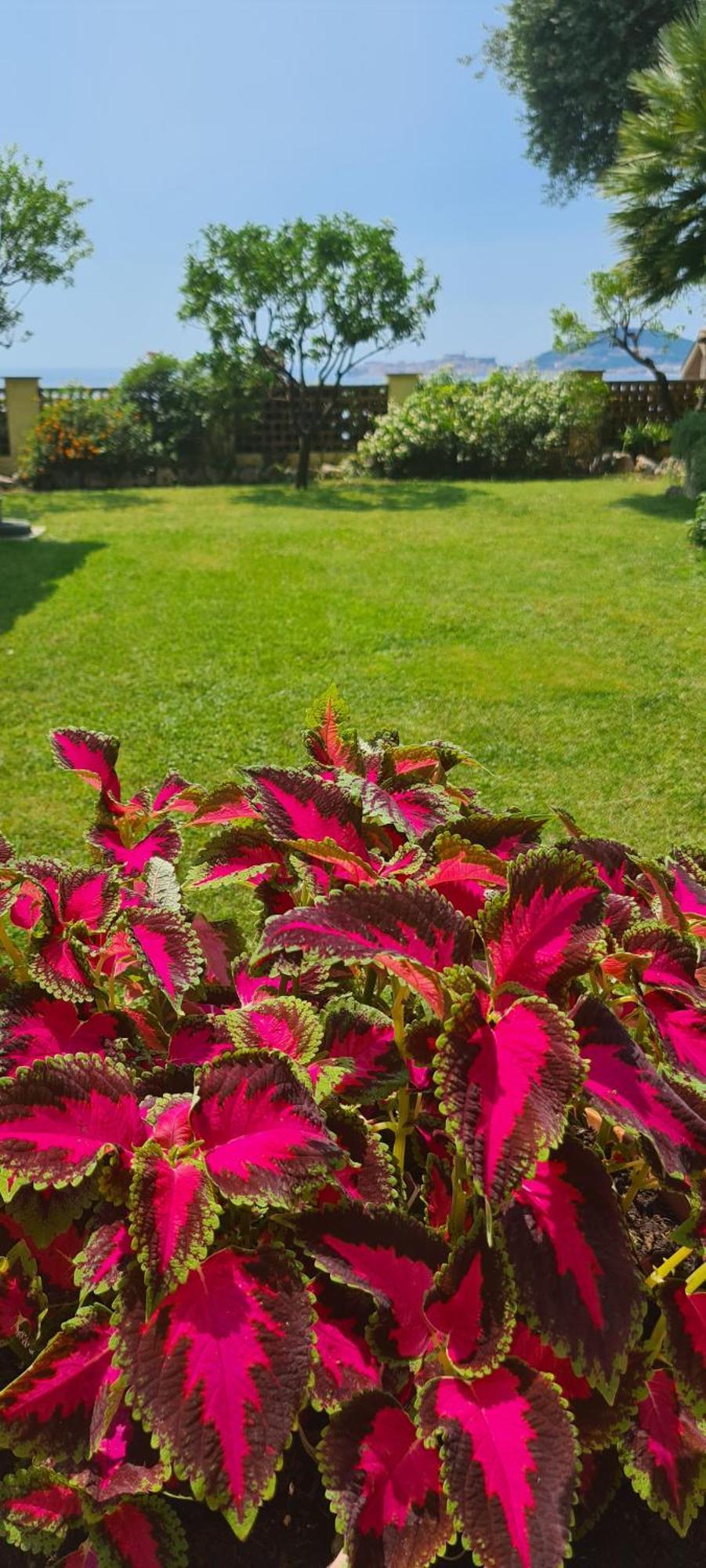 Villa Olga B&B Formia Bagian luar foto